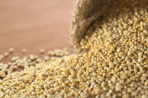 Rå vit quinoa spannmål — Stockfoto