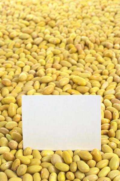 Frijoles canarios crudos con tarjeta en blanco — Foto de Stock