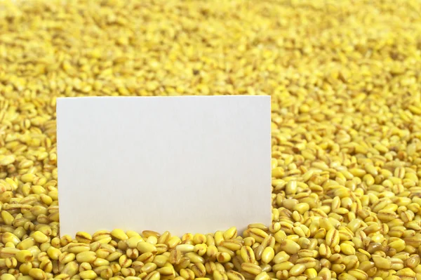 Cevada de pérola crua com cartão em branco — Fotografia de Stock