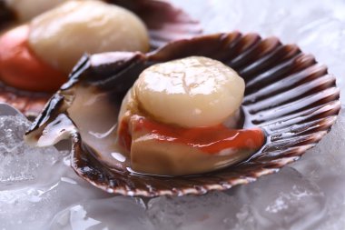 Raw Queen Scallops on Ice clipart