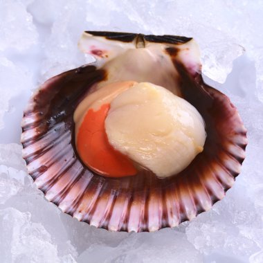 Raw Queen Scallop on Ice clipart