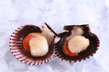 Raw Queen Scallops on Ice clipart