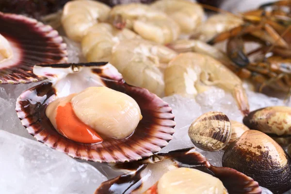Raw Queen Scallops and Other Seafood on Ice — Stok Foto