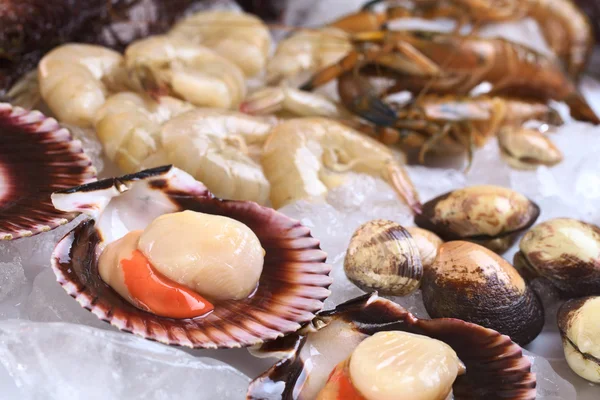 Raw Queen Scallops and Other Seafood on Ice — Stock Photo, Image