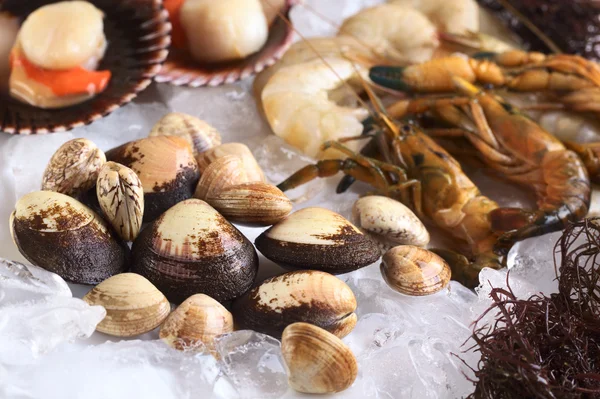 Muscheln und andere Meeresfrüchte auf Eis — Stockfoto