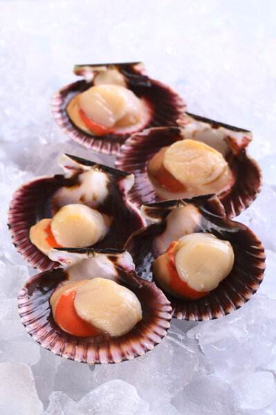 Raw Queen Scallops on Ice