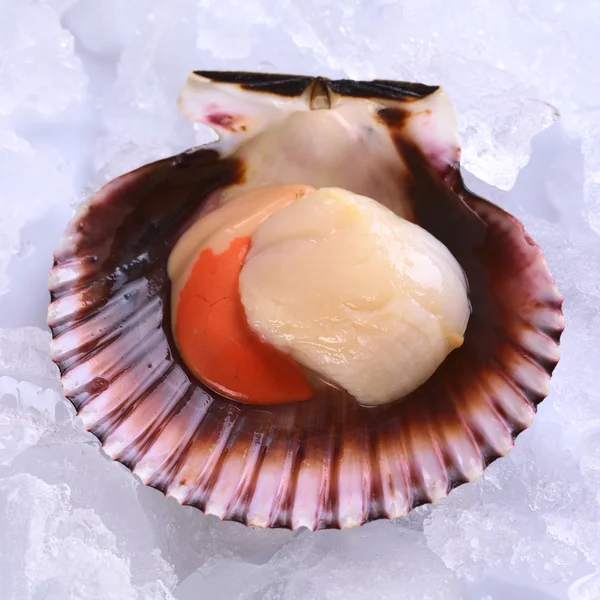 Raw Queen Scallop on Ice — Stock Photo, Image