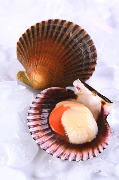 Raw Queen Scallop with a Colorful Scallop Shell on Ice — Stock Photo, Image