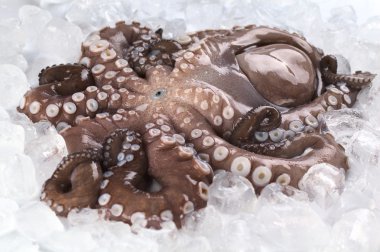 Complete Raw Octopus on Ice clipart