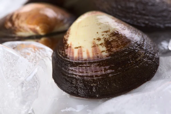 Mussels on Ice — Stock Photo, Image