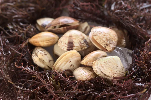Small Clams on Ice Surrounded by Seaweed — Stock Photo, Image