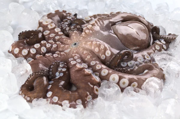 stock image Complete Raw Octopus on Ice