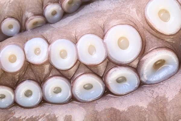 Присоски на щупальцах осьминога — стоковое фото