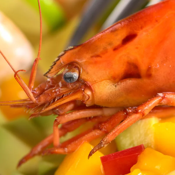 Closeup of the Head of a Cooked Shrimp — Stock Photo, Image