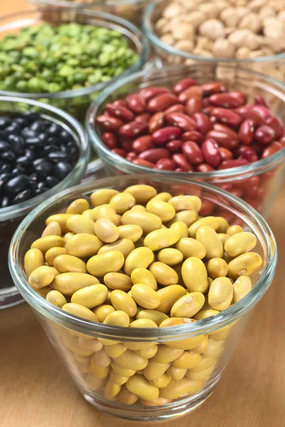 Canary Beans and Other Legumes — Stock Photo, Image