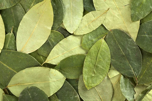 Coca leaf bakgrund — Stockfoto