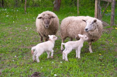 Sheep and lambs on pasture. clipart