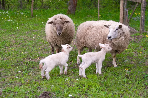 Schafe und Lämmer auf der Weide. — Stockfoto