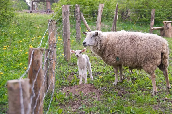 Koyun ve kuzu — Stok fotoğraf