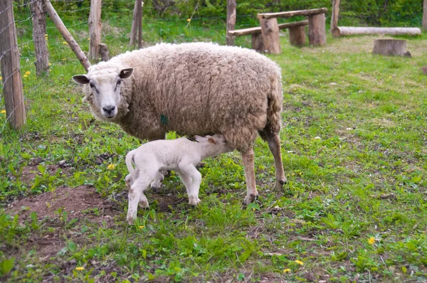 Pecora e agnello — Foto Stock