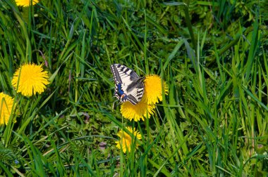 Swallowtail