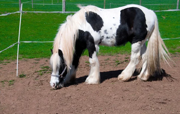 Белая чёрная лошадь . — стоковое фото