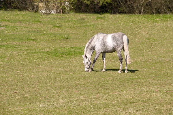 Cavallo dapple grigio  . — Foto Stock