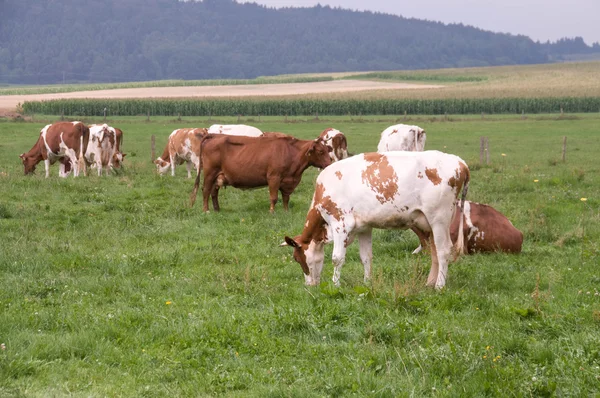 Стадо коров  . — стоковое фото