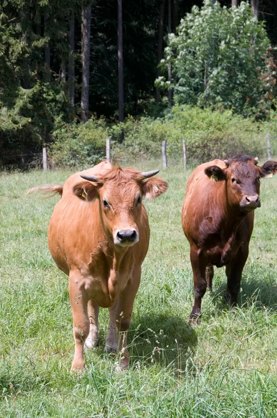 Бурые коровы  . — стоковое фото