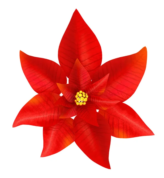 stock image Poinsettia