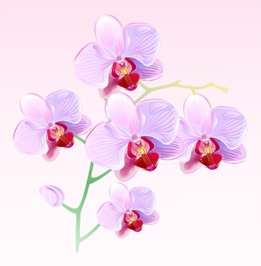 Orchids and butterflies clipart