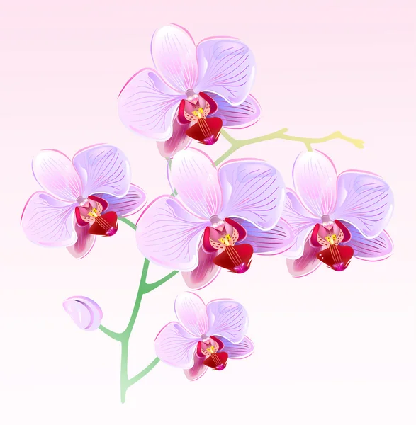 Orkide ve kelebekler — Stok Vektör