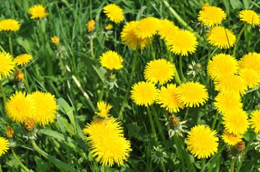 dandelions çiçeklenme