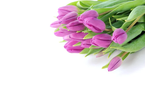 Violet tulpen — Stockfoto