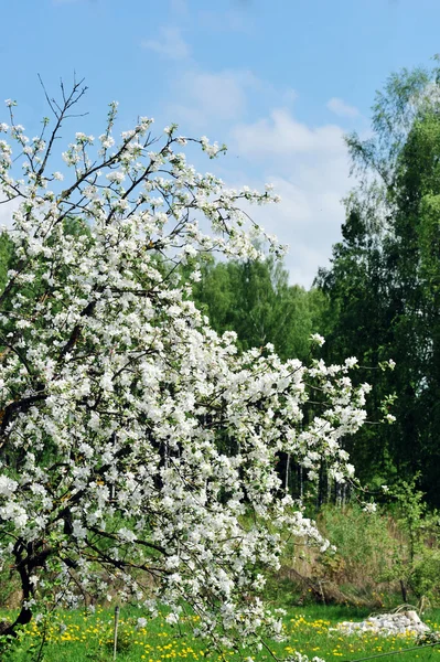 Blühender Baum — Stockfoto