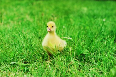 Duckling on green grass clipart