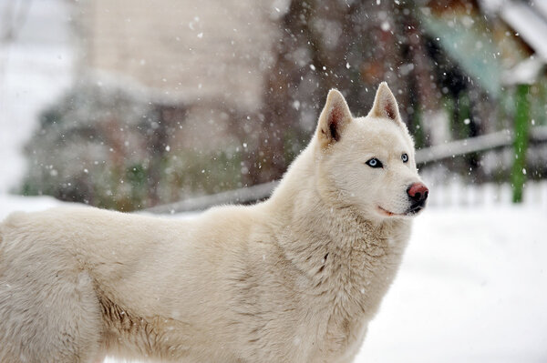 Big white dog standing on snow. winter day