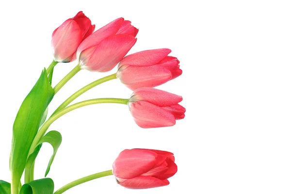 Light pink tulips — Stock Photo © ksenish #8016208