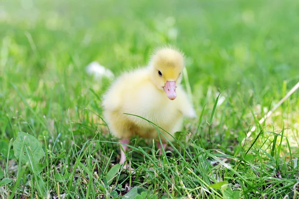 Duckling on green grass — Stock Photo, Image