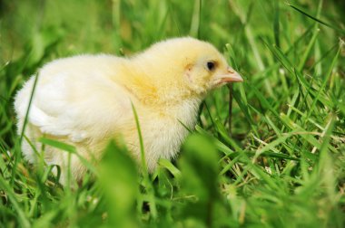 Chick and green grass clipart