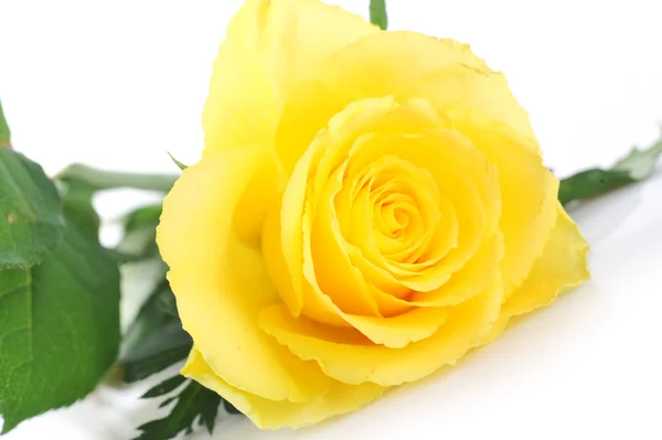 stock image Yellow rose