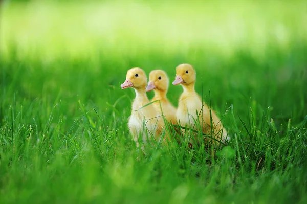 Small ducklings green grass — Stock Photo, Image