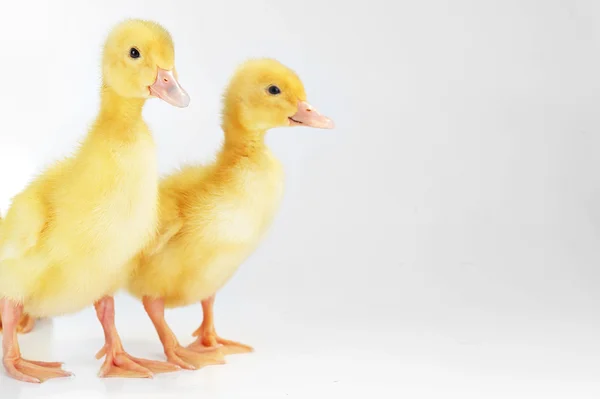 노란 솜 털 ducklings — 스톡 사진