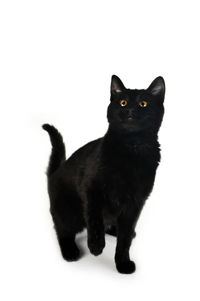 Černá kočka — Stock fotografie