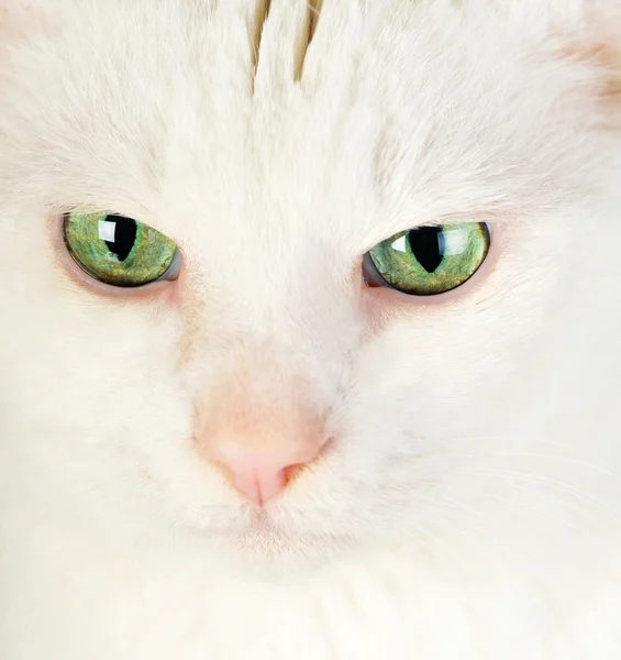 Gato doméstico branco — Fotografia de Stock