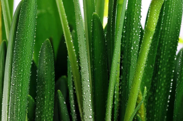 Droplets on green leaves — Stock Photo, Image