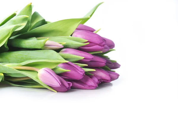 Tulipanes violetas —  Fotos de Stock