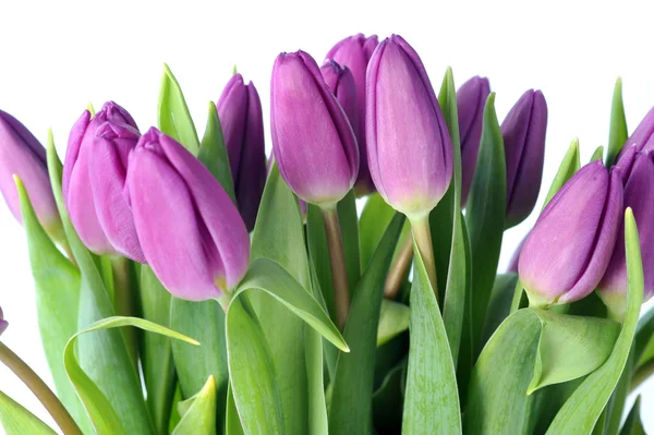 Tulipes violettes — Photo