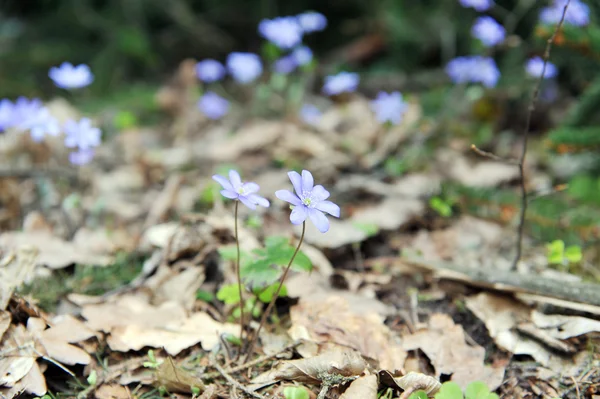 Blossoming hepatica — Stock Photo, Image