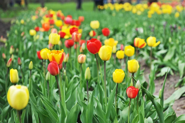 Tulipani rossi e gialli — Foto Stock